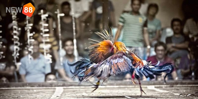 Giới thiệu về kinh nghiệm cá cược đá gà trực tuyến  Giới thiệu về kinh nghiệm cá cược đá gà trực tuyến