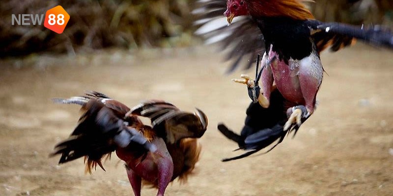 Kinh nghiệm cá cược đá gà - Kiếm tra thành tích  Kinh nghiệm cá cược đá gà - Kiếm tra thành tích